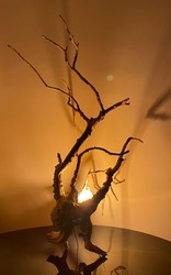 <b>Animal non identifié</b>